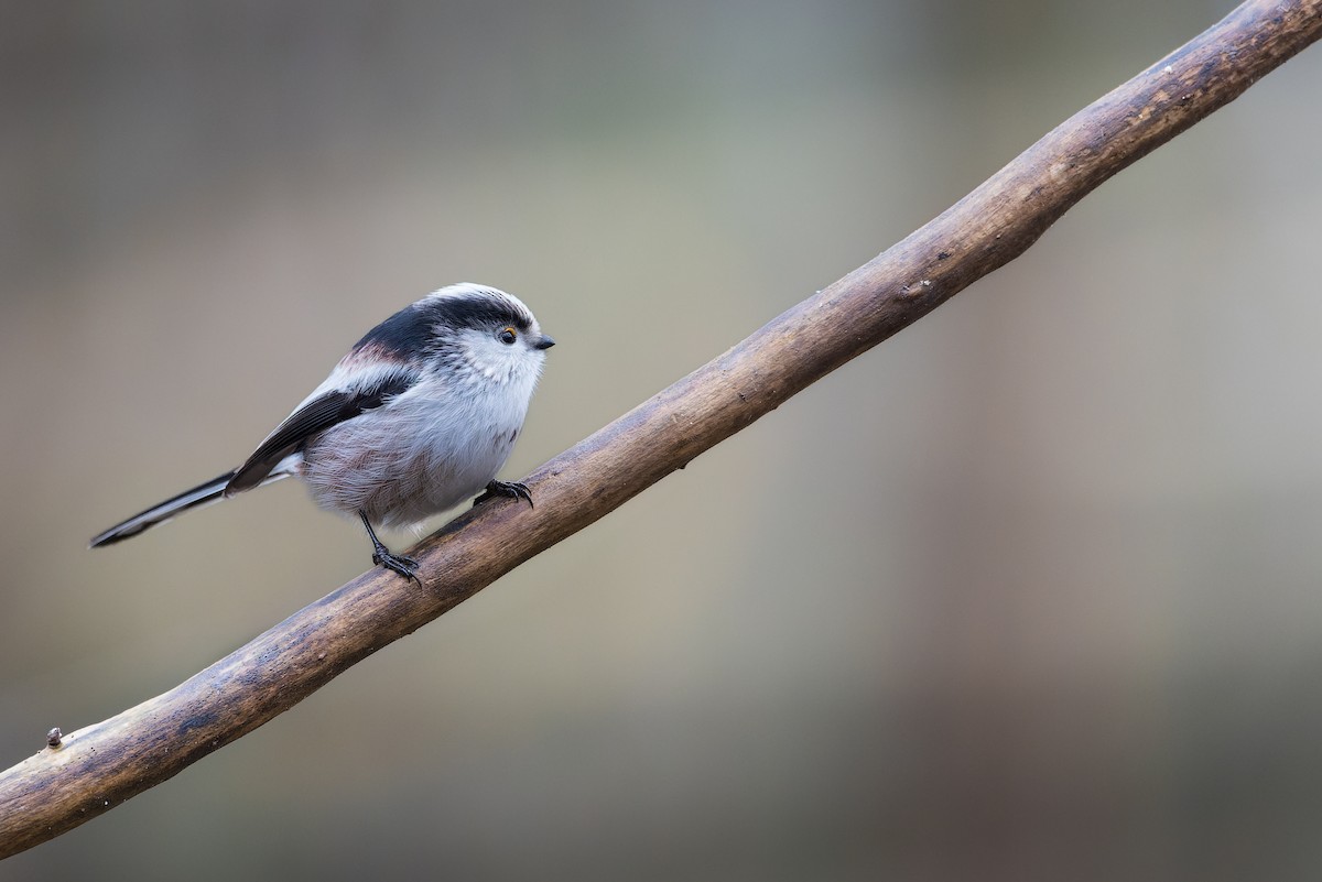 Long-tailed Tit - ML630837333