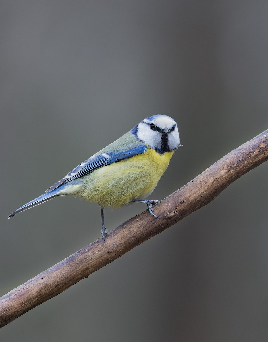 Eurasian Blue Tit - ML630837459