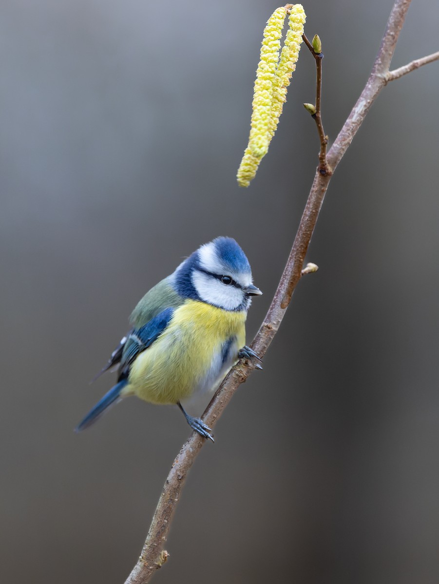 Eurasian Blue Tit - ML630837460