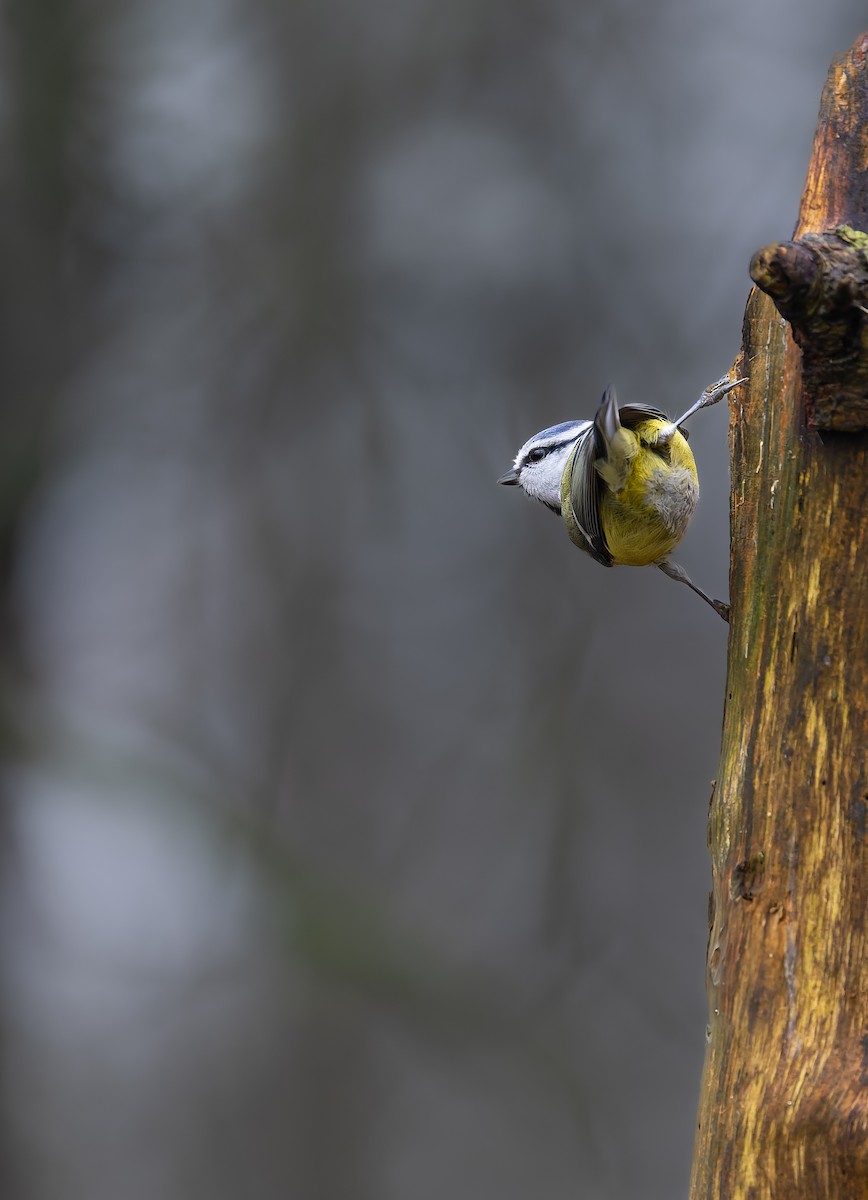 Eurasian Blue Tit - ML630837461