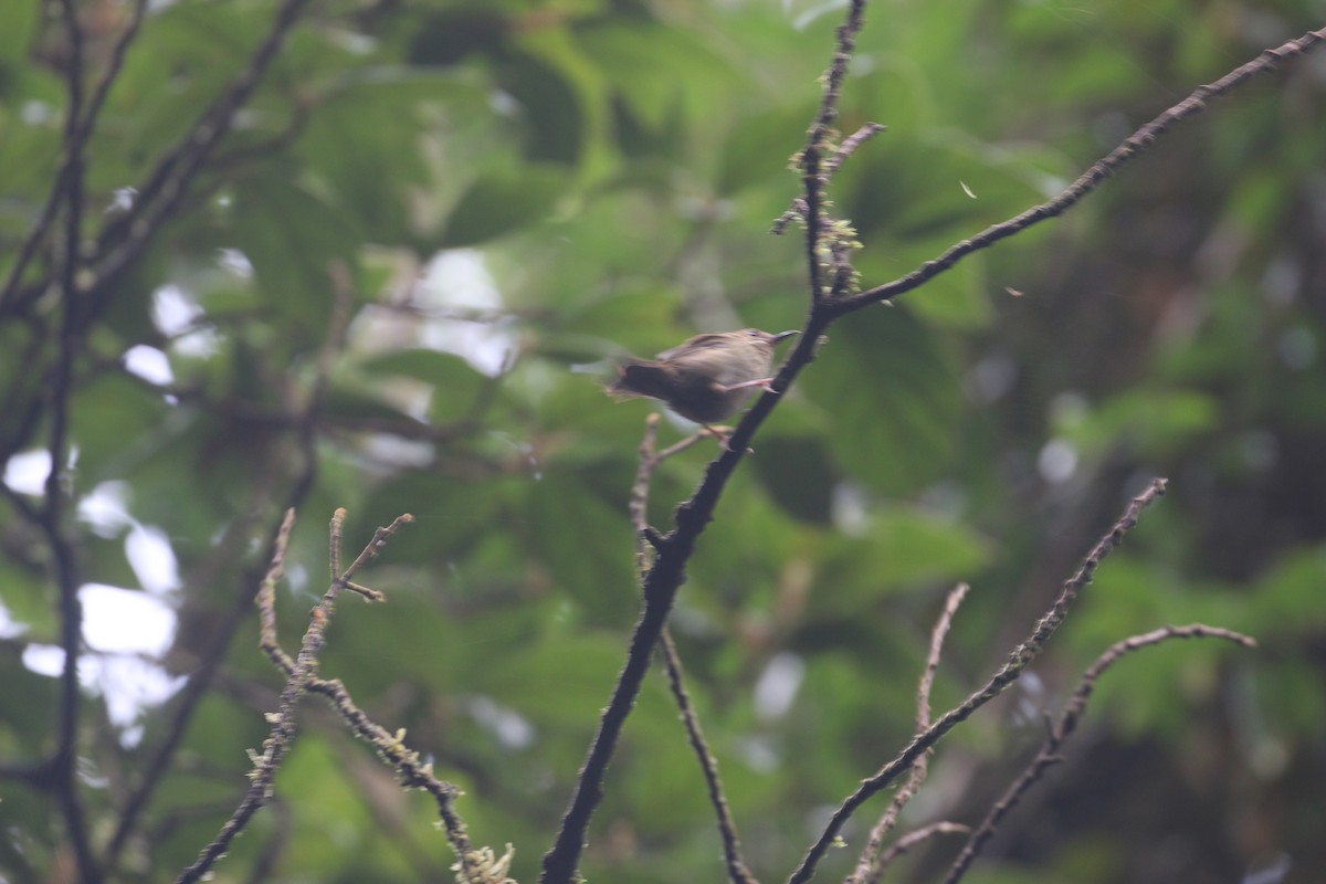 Atherton Scrubwren - ML630837684