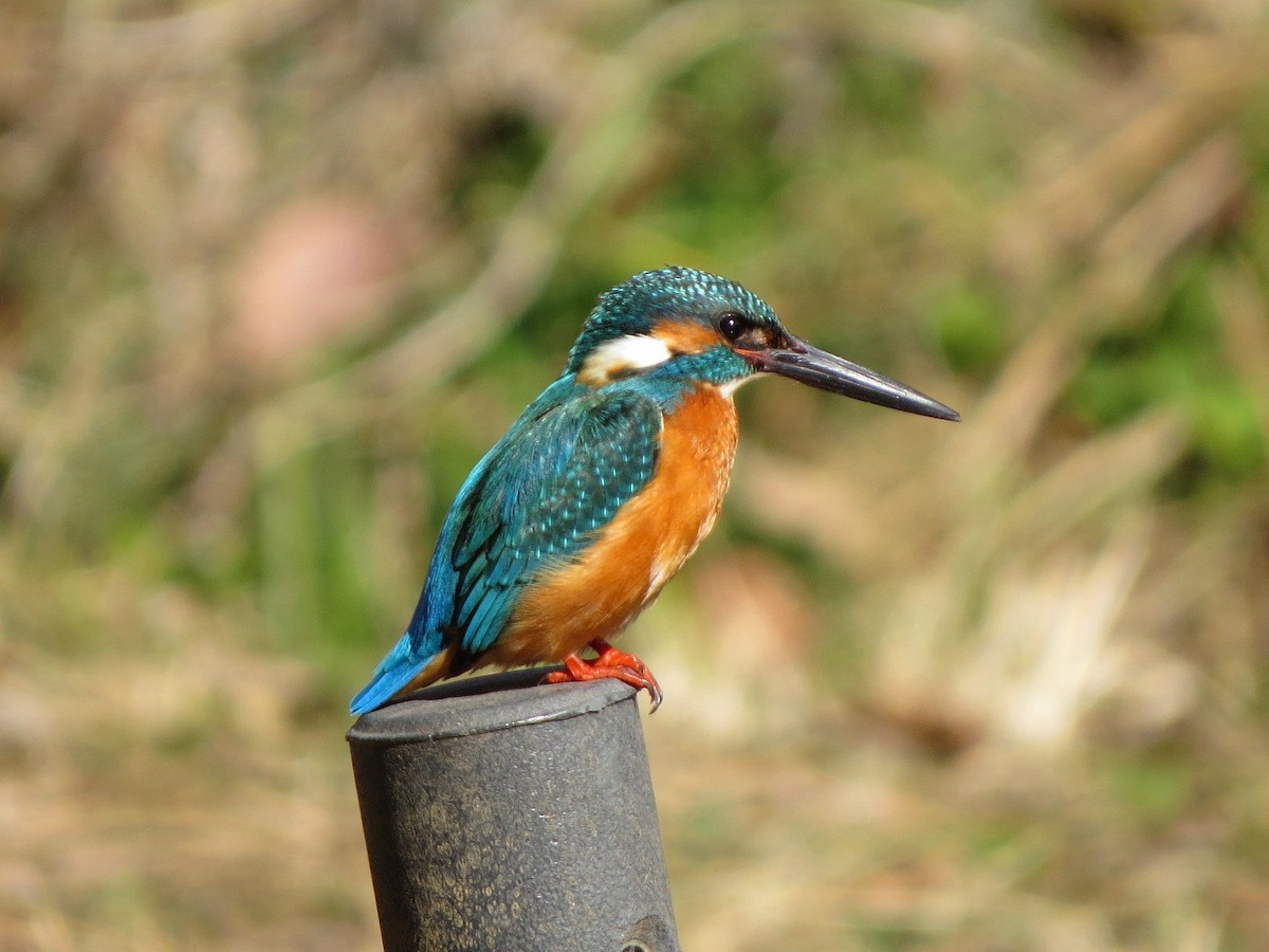 Common Kingfisher - HITOSHI IIZUMI