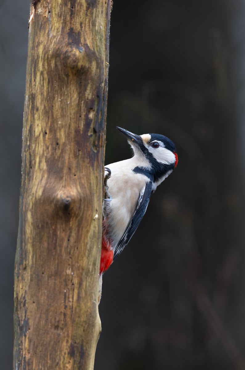 Great Spotted Woodpecker - ML630838034