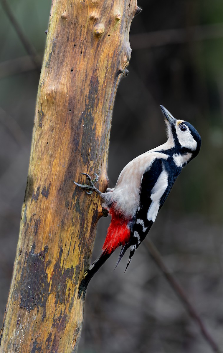 Great Spotted Woodpecker - ML630838035