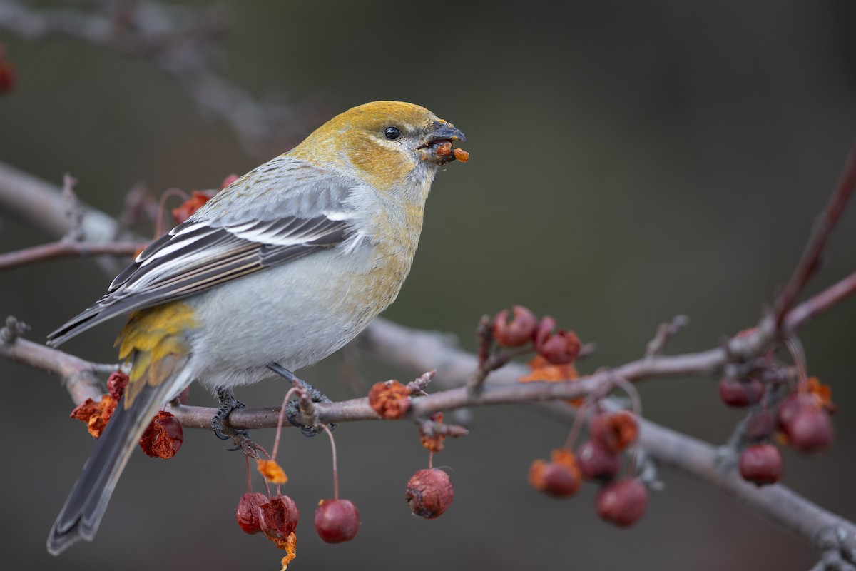 Pine Grosbeak - Michael Stubblefield