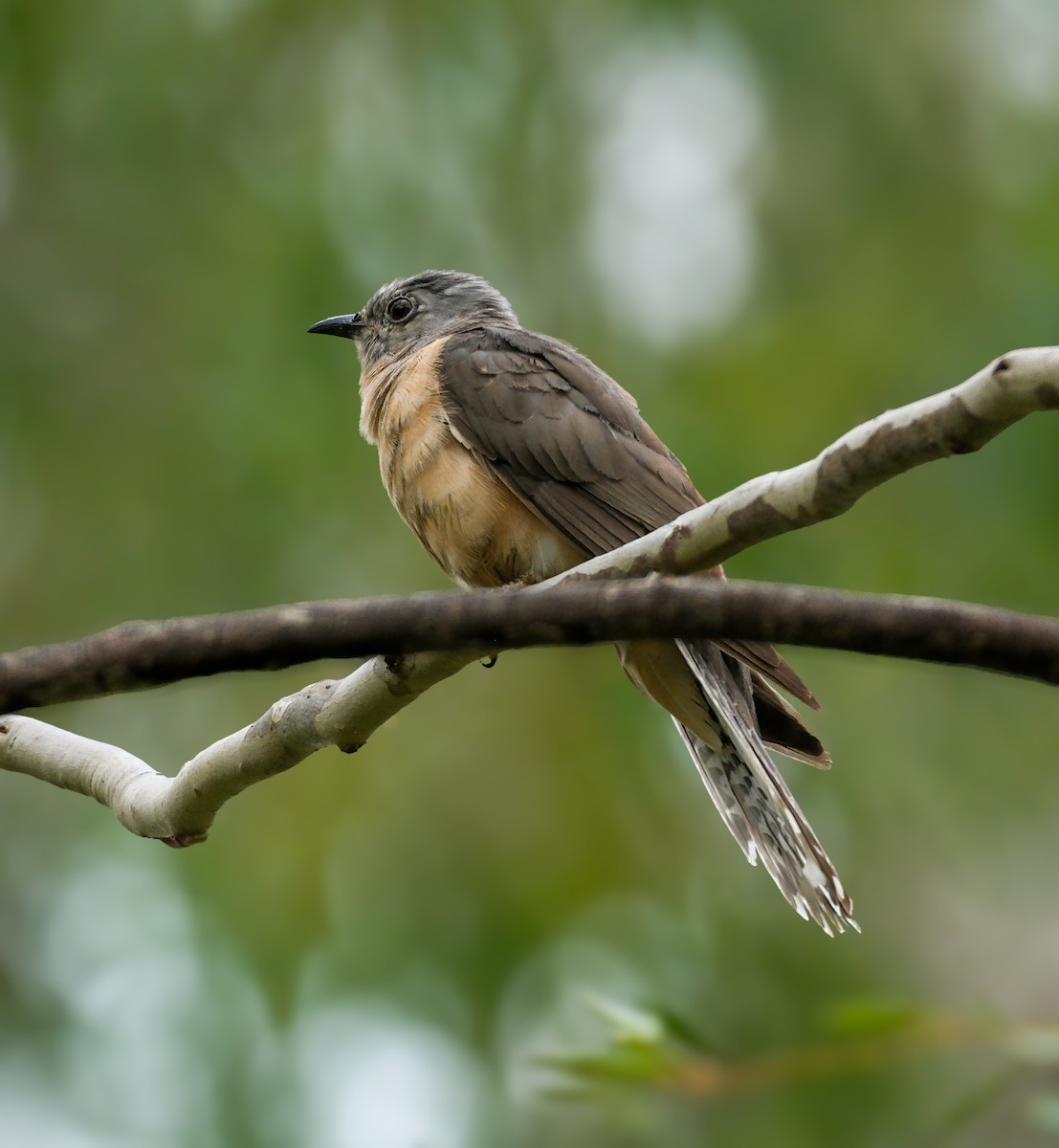 Fan-tailed Cuckoo - Adrian Brooks