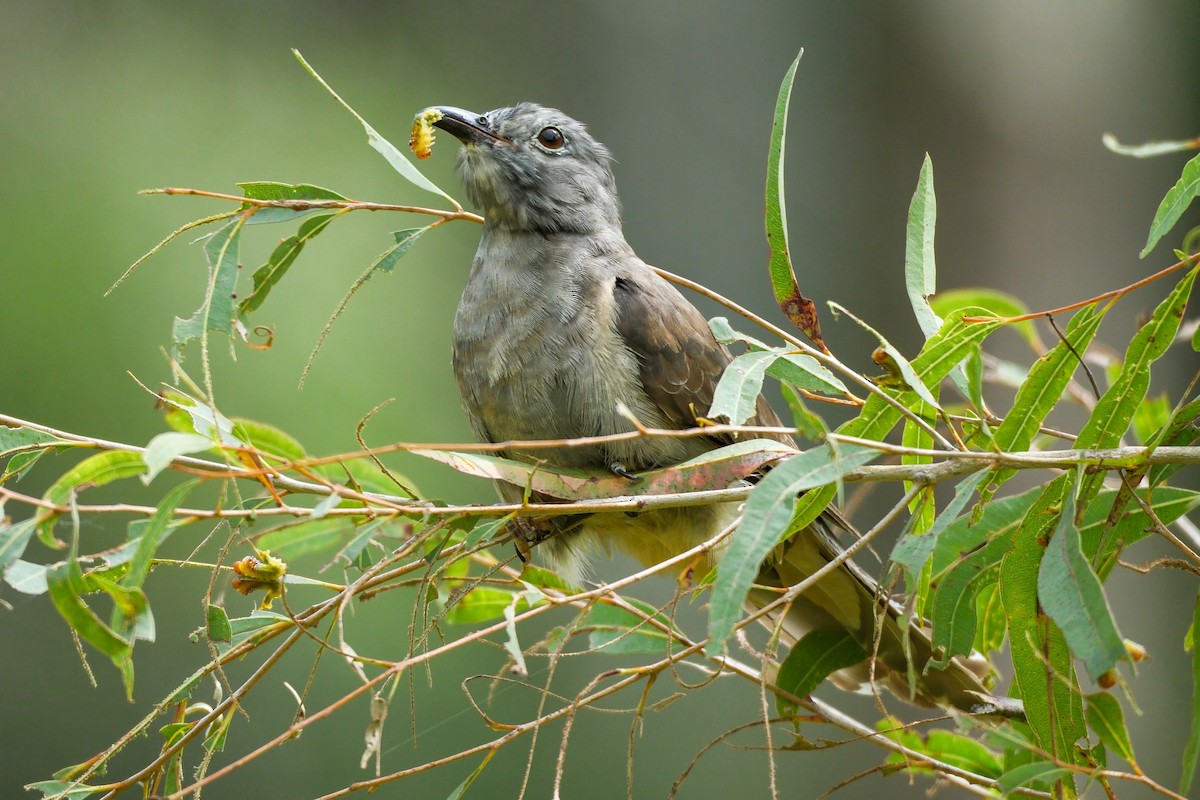 Sahul Brush Cuckoo - Adrian Brooks