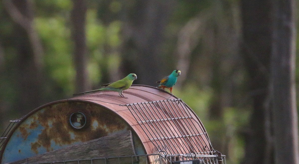Golden-shouldered Parrot - ML630838290