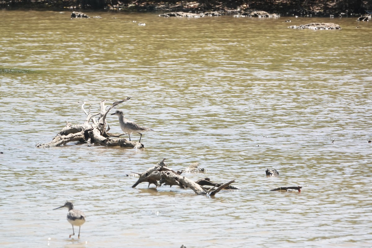 Black-bellied Plover - ML630838366