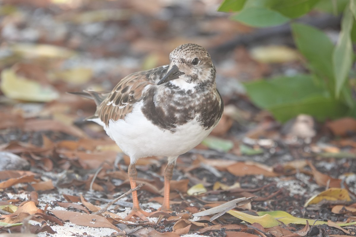 Ruddy Turnstone - ML630838367