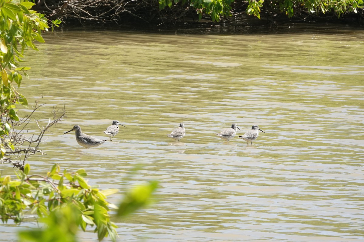 Stilt Sandpiper - ML630838371