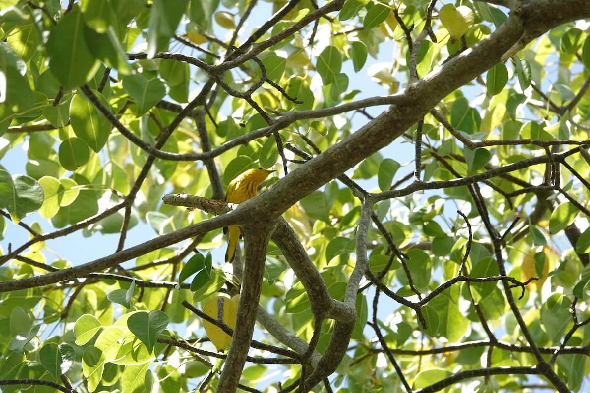Mangrove Yellow Warbler - ML630838380
