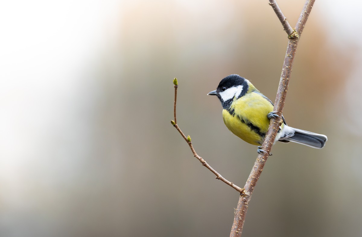 Great Tit - ML630838408