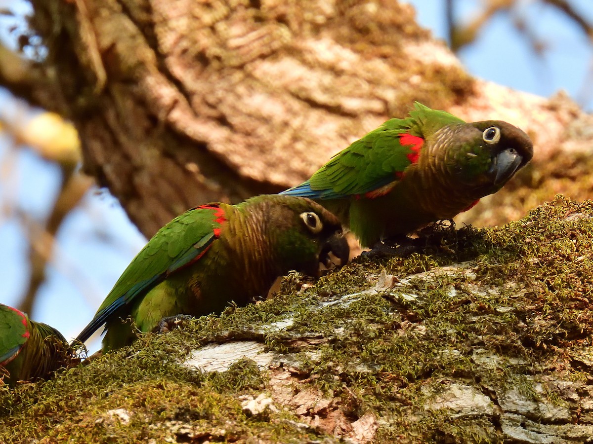 Blaze-winged Parakeet - ML630838496