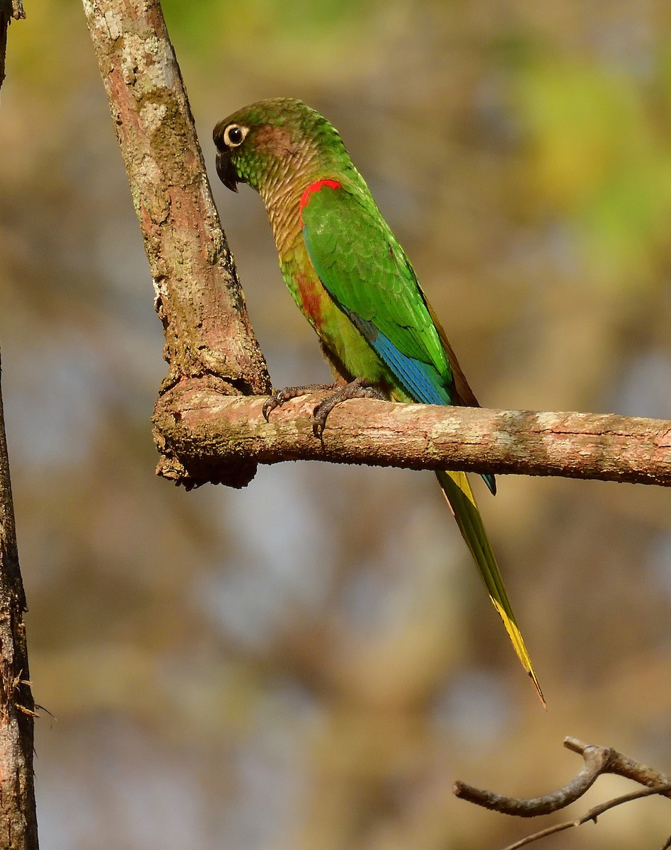 Blaze-winged Parakeet - ML630838541