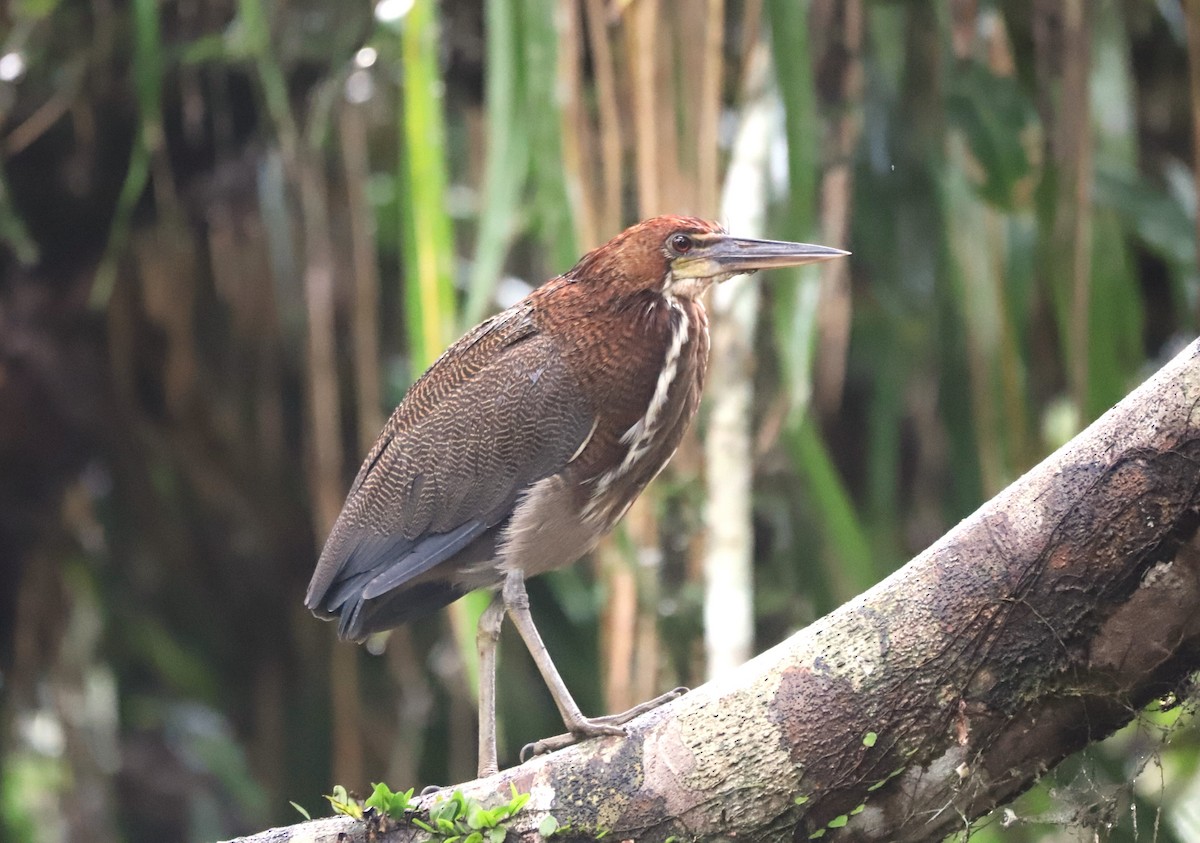 Rufescent Tiger-Heron - ML630838550