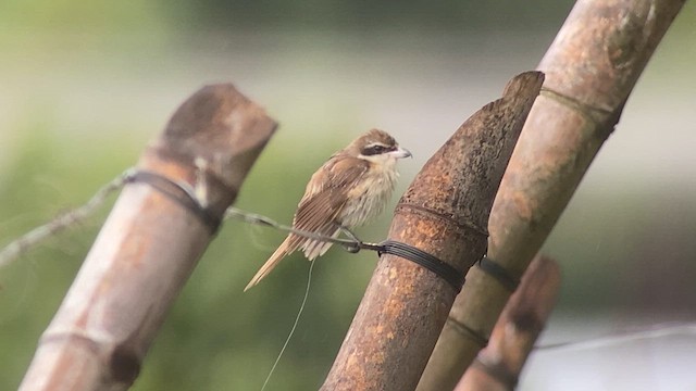 Brown Shrike - ML630838578