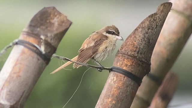 Brown Shrike - ML630838582
