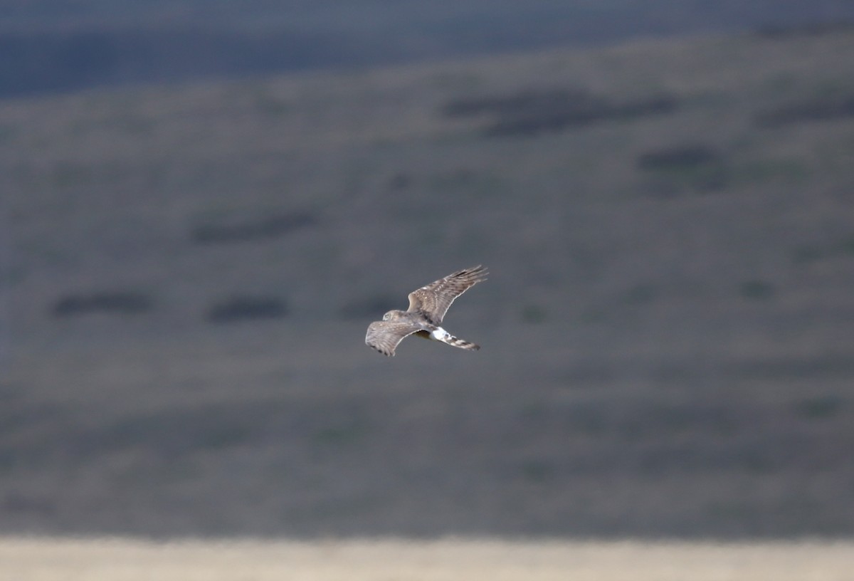 Cinereous Harrier - ML630838691