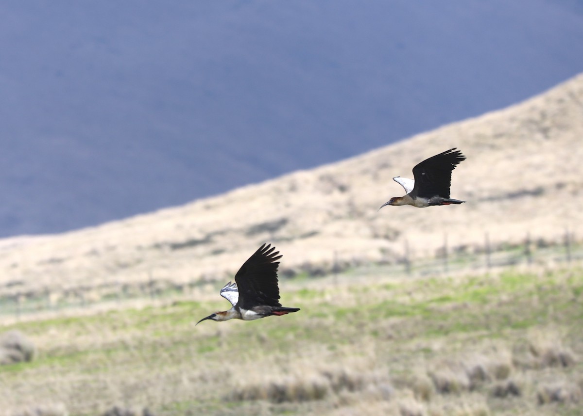 Andean Ibis - ML630838696