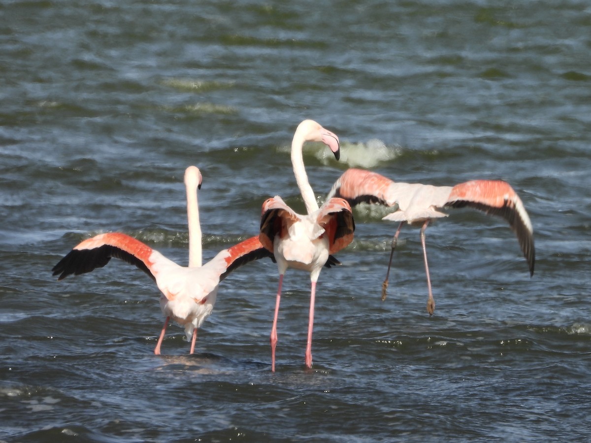 Greater Flamingo - ML630838822