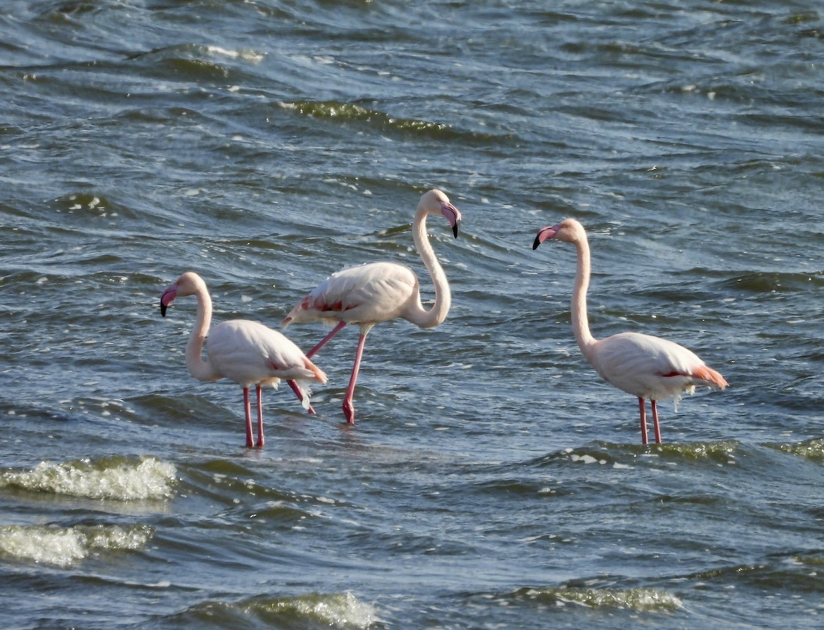 Greater Flamingo - ML630838824