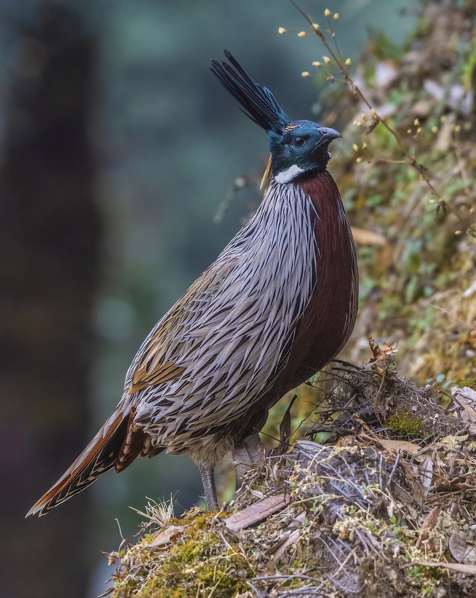 Koklass Pheasant - ML630838893