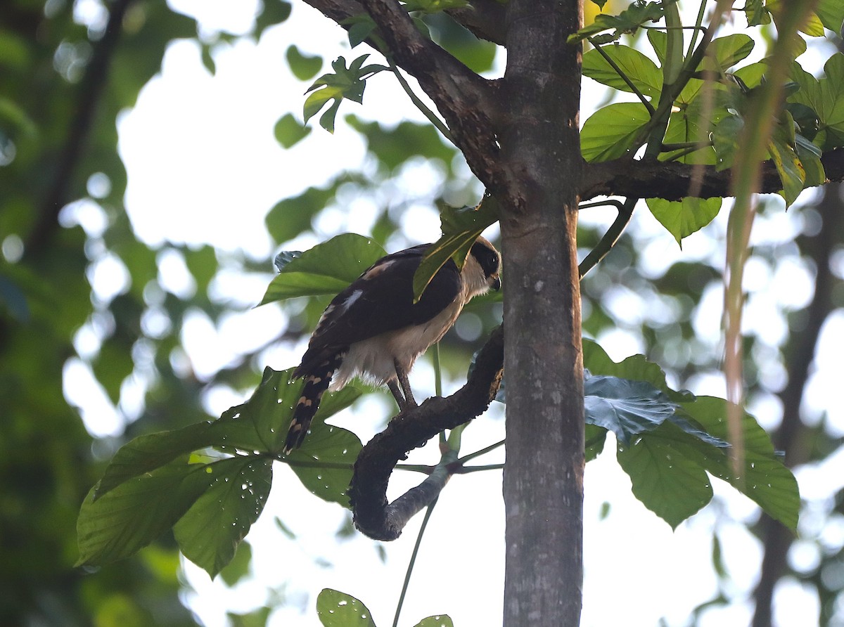 Laughing Falcon - ML630839073
