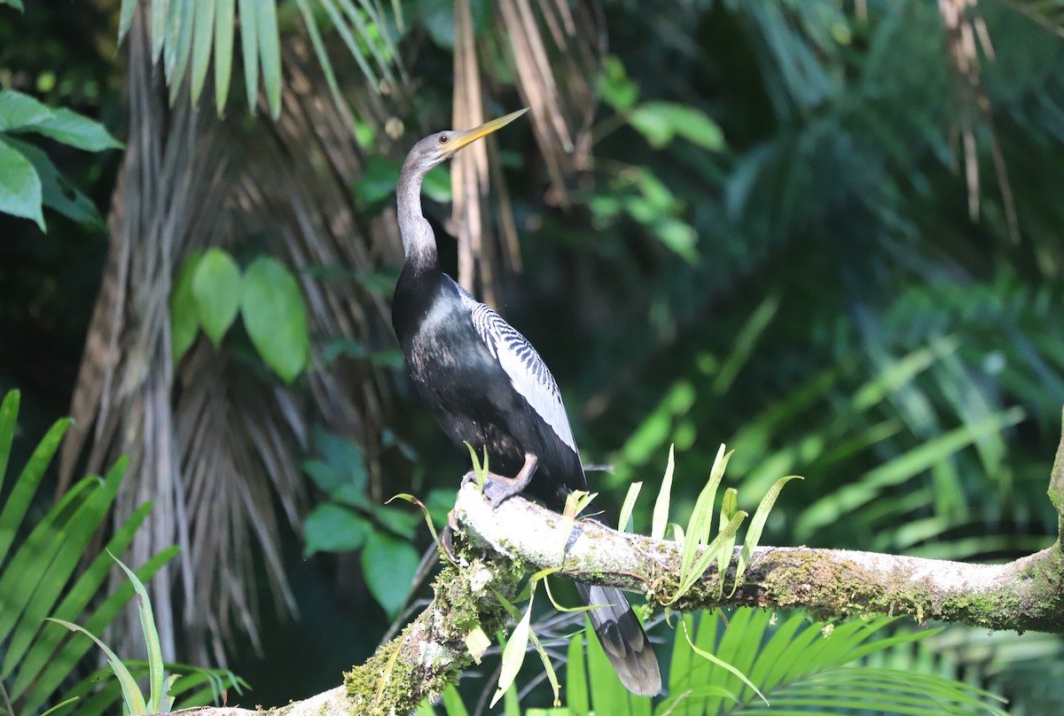 Anhinga - ML630839110