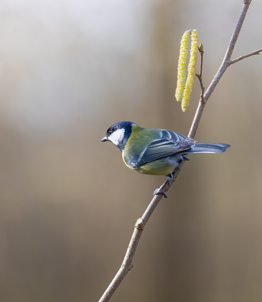 Great Tit - ML630839373