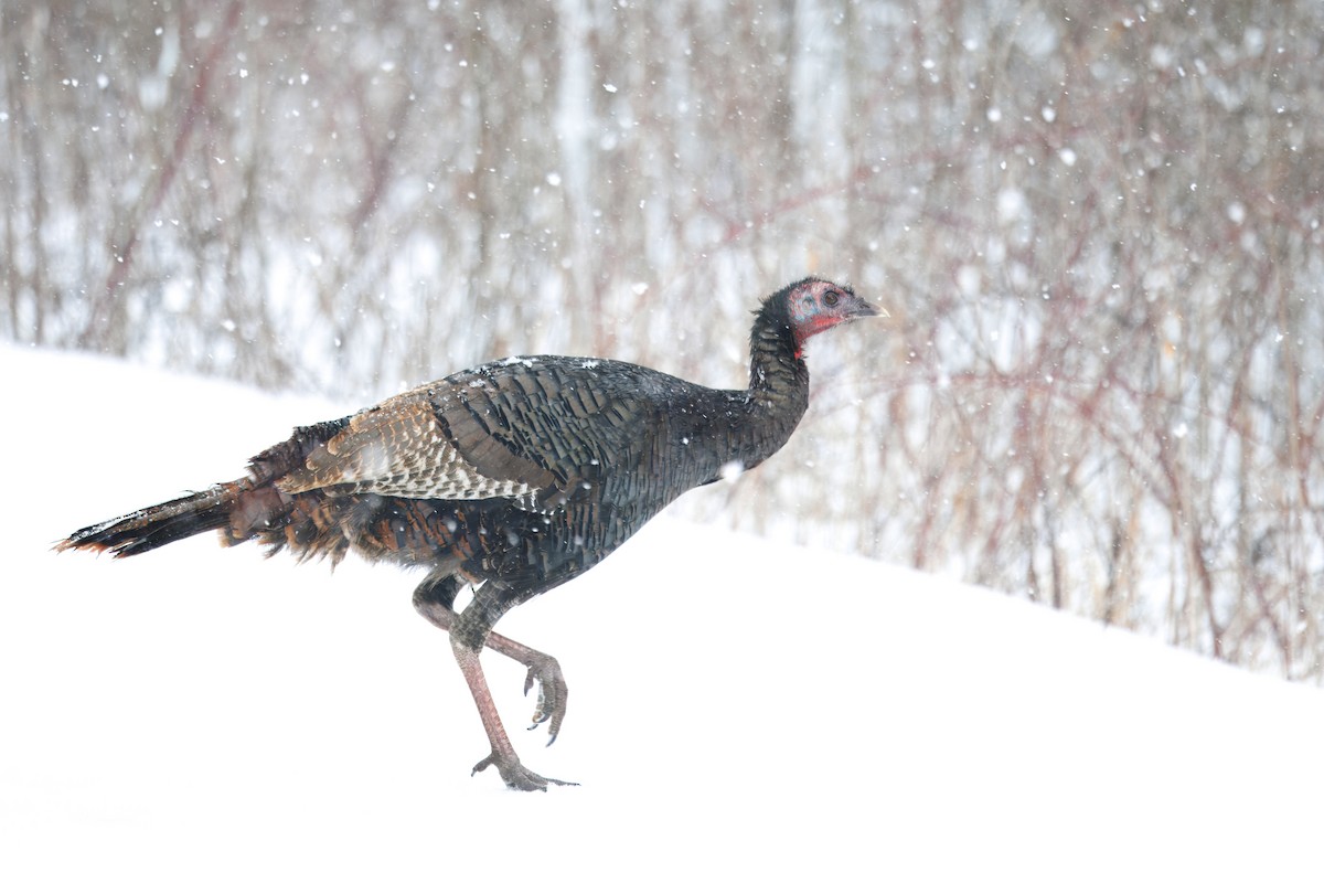 Wild Turkey - ML630839381
