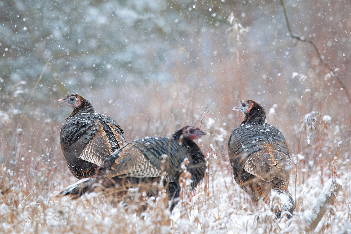 Wild Turkey - ML630839383