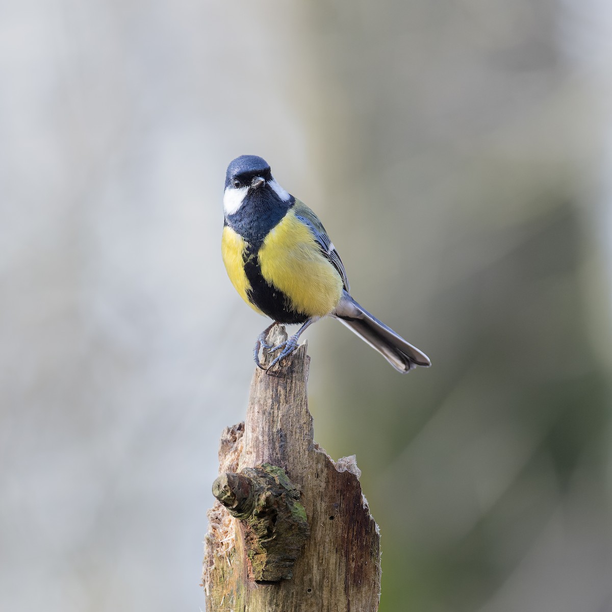 Great Tit - ML630839405