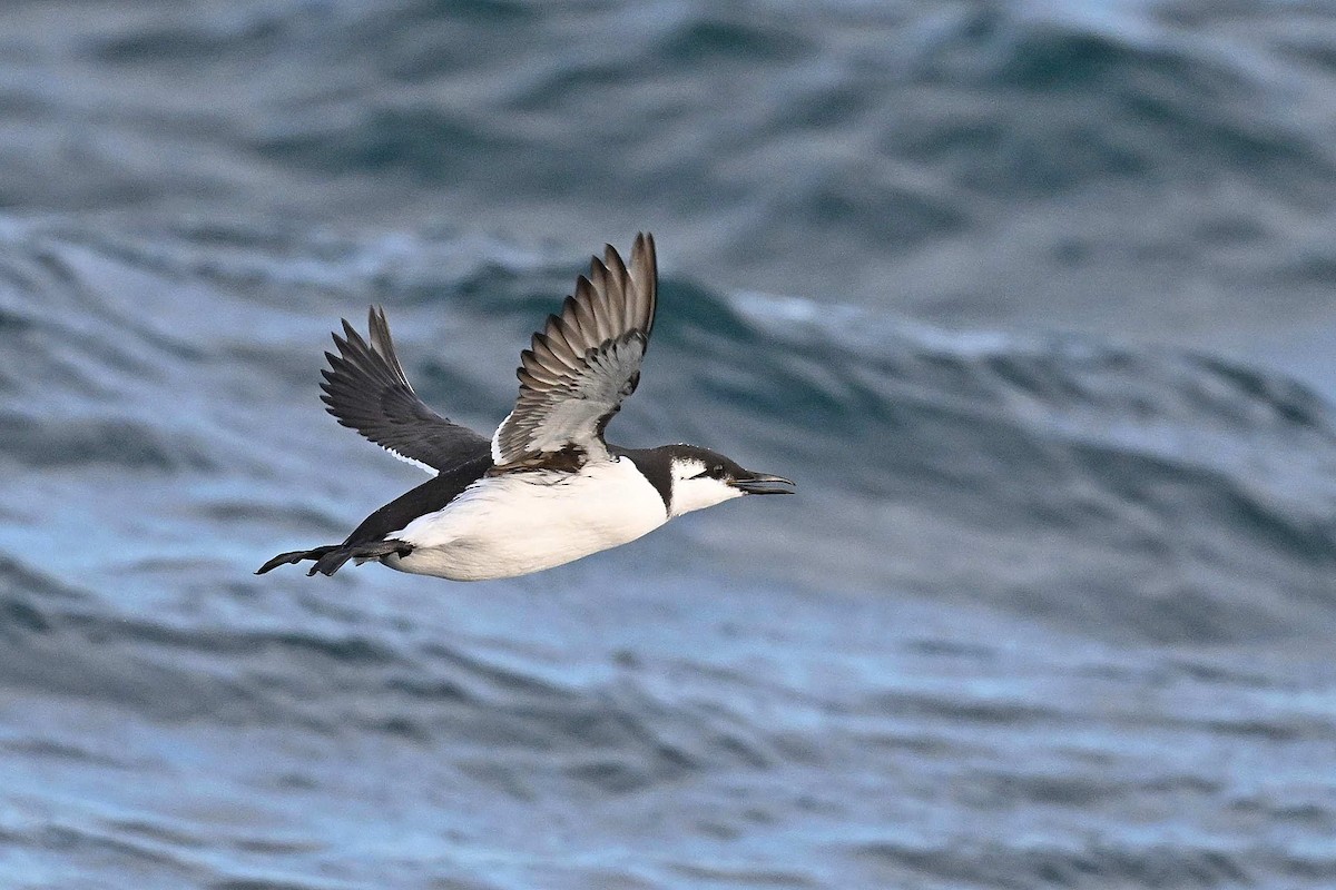 Common Murre - ML630839529