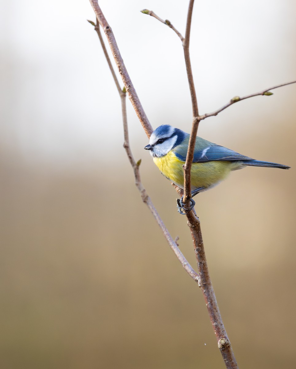 Eurasian Blue Tit - ML630839542
