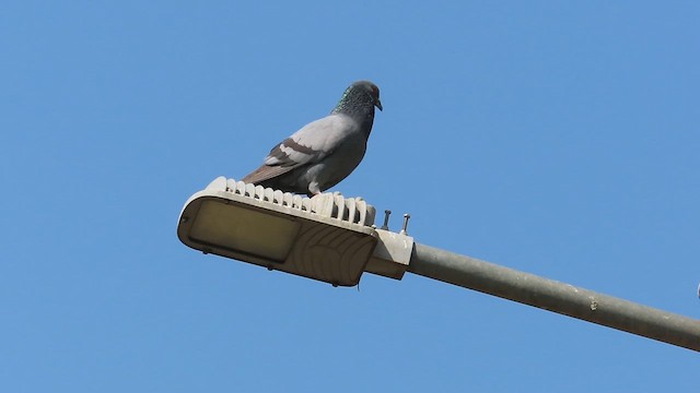 Rock Pigeon (Feral Pigeon) - ML630839570