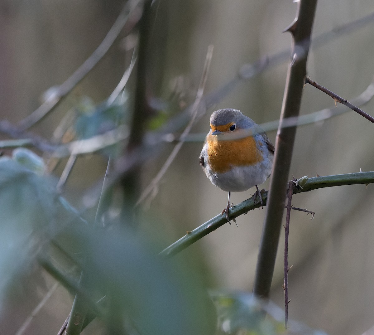 European Robin - ML630839673
