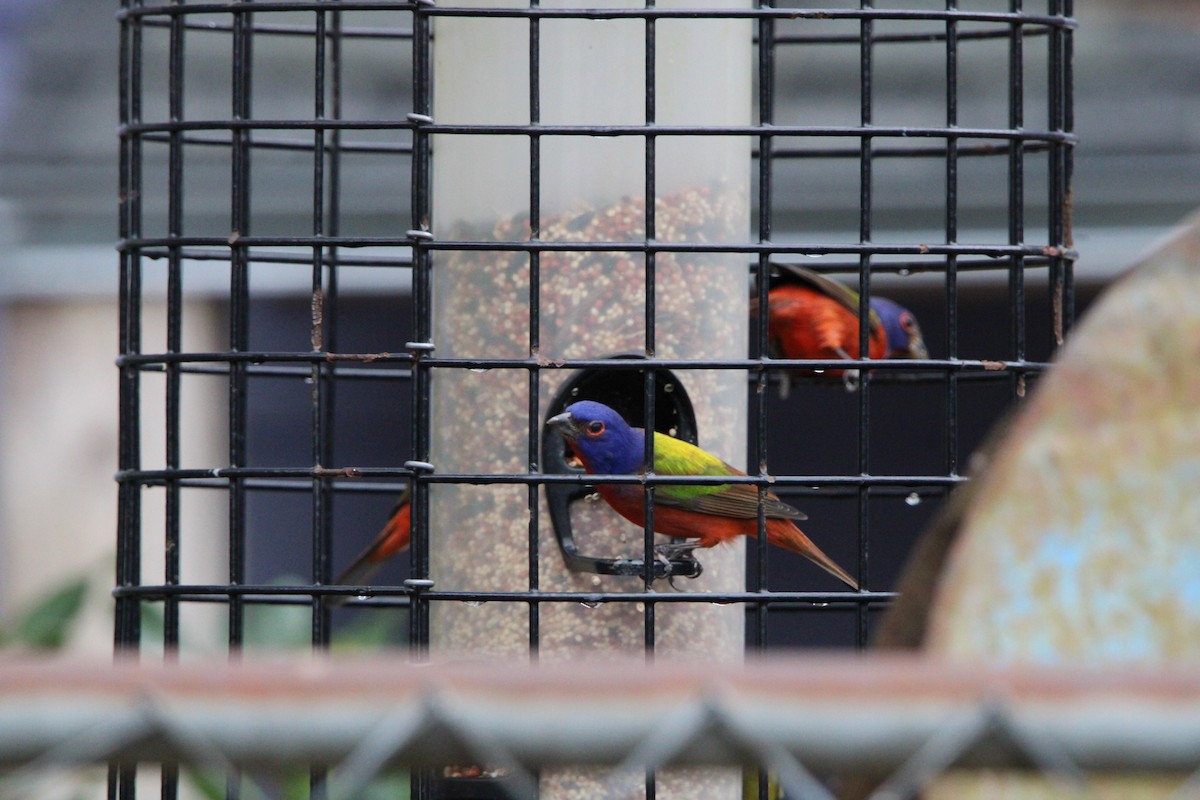 Painted Bunting - ML630839981