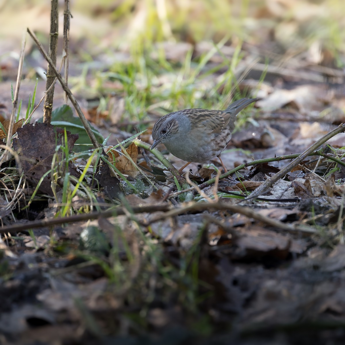 Dunnock - ML630840176