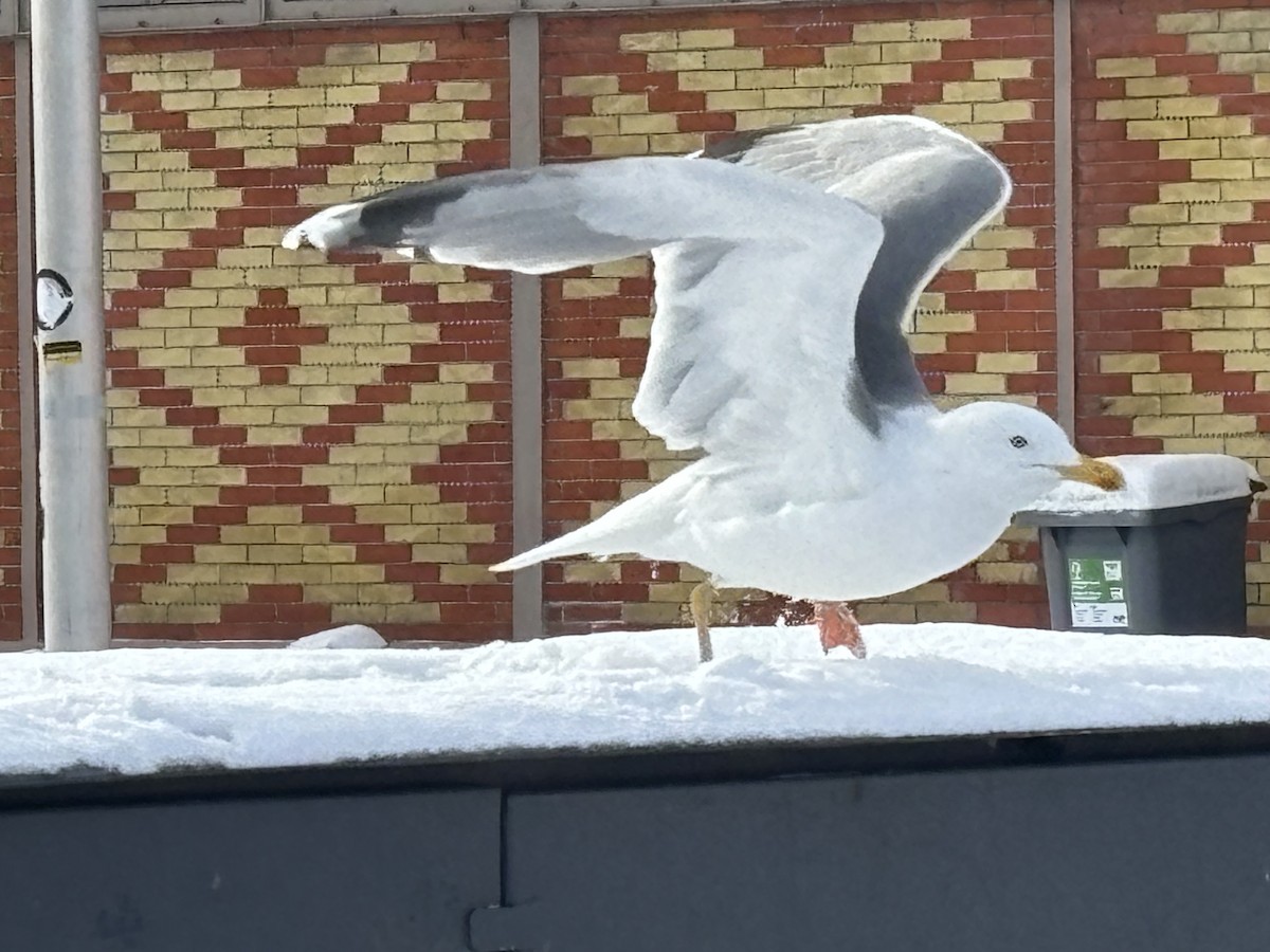 European Herring Gull - ML630840276