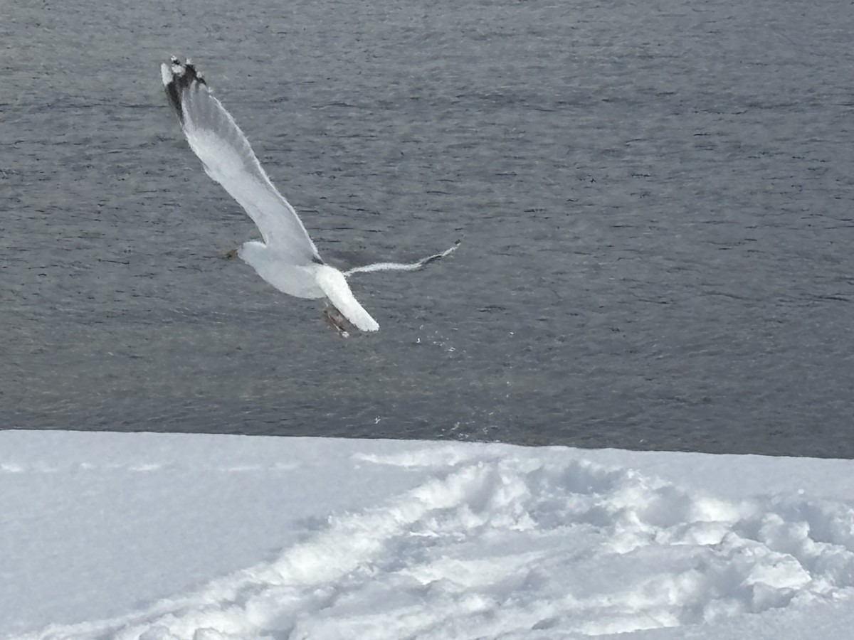 European Herring Gull - ML630840277