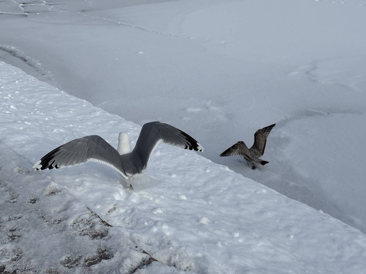 European Herring Gull - ML630840278