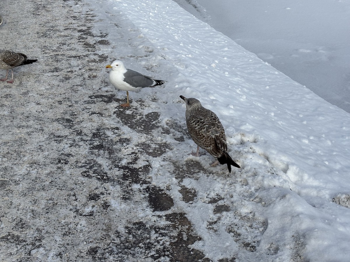 European Herring Gull - ML630840279