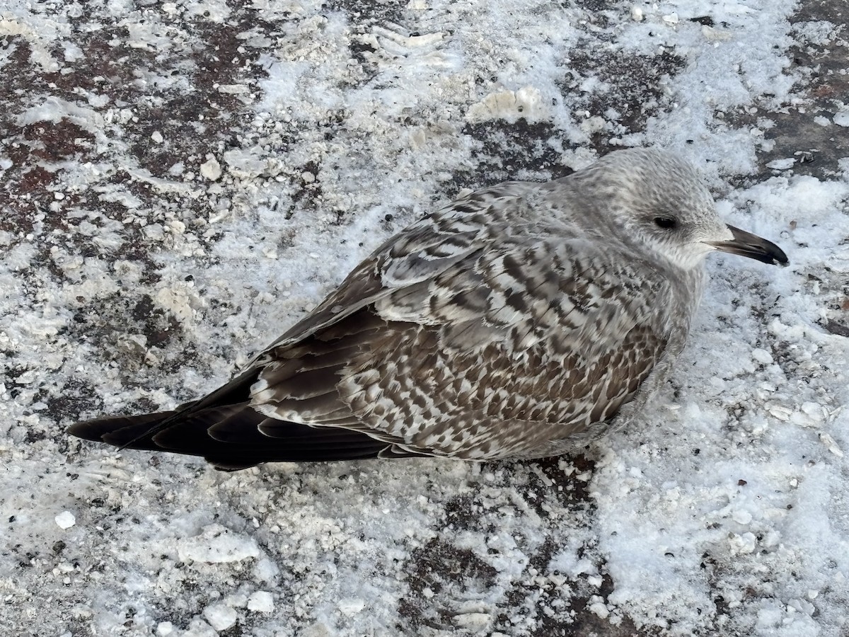 European Herring Gull - ML630840280
