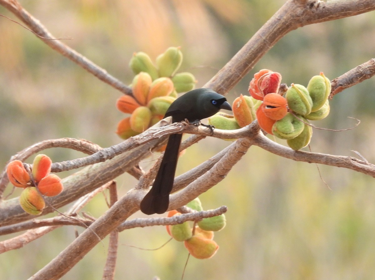 Racket-tailed Treepie - ML630840397