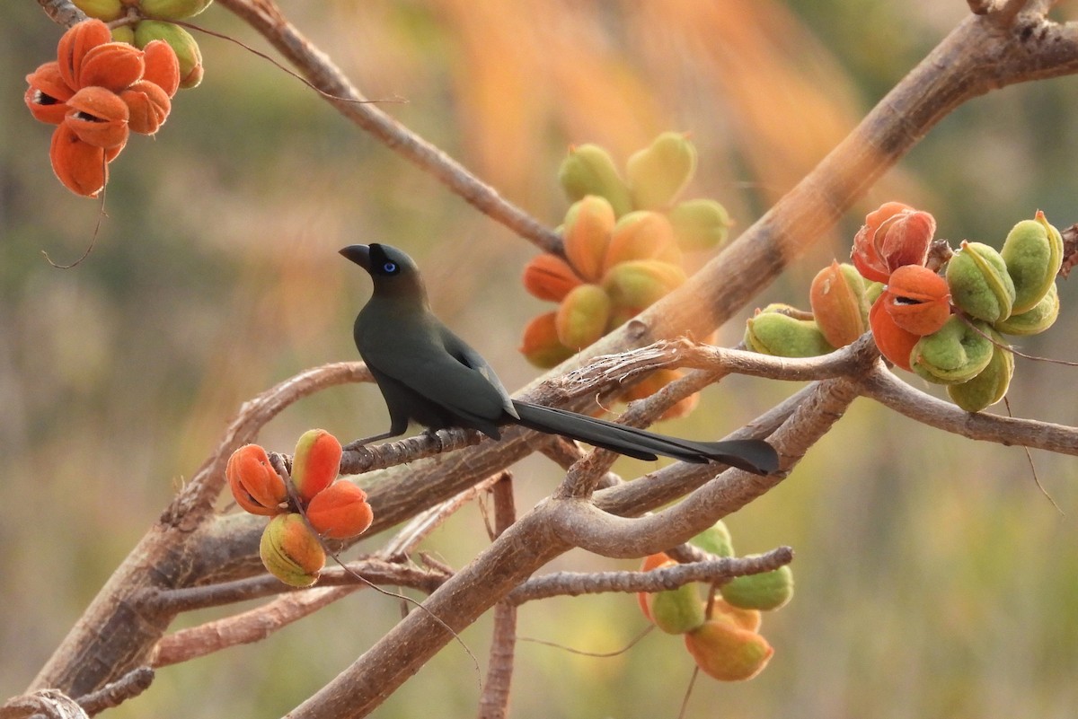 Racket-tailed Treepie - ML630840404