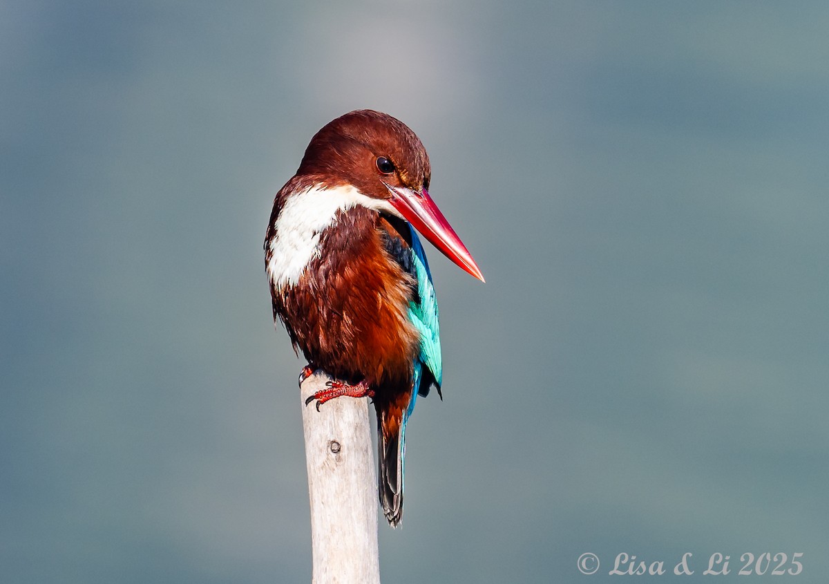 White-throated Kingfisher - ML630840419