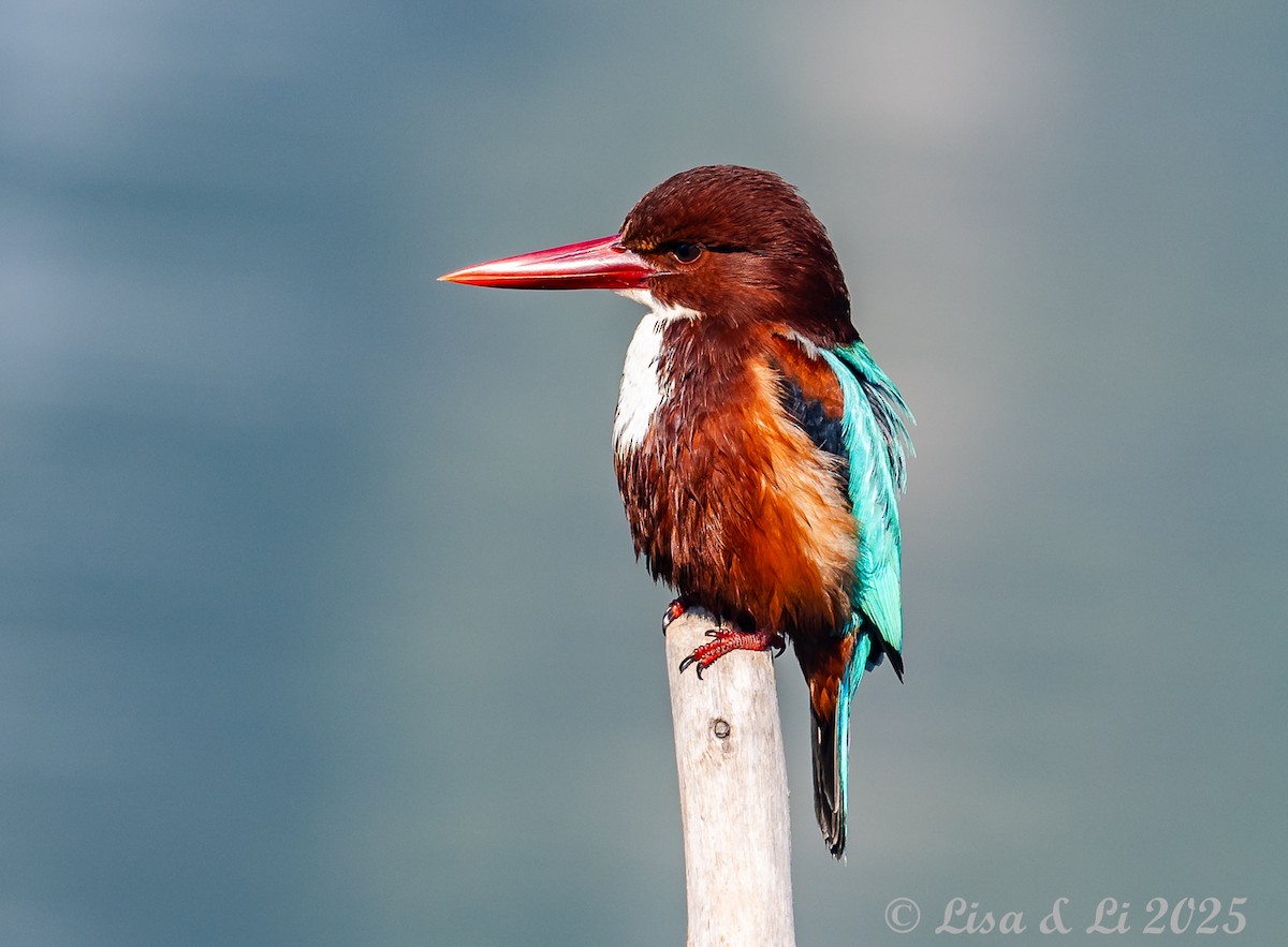 White-throated Kingfisher - ML630840420