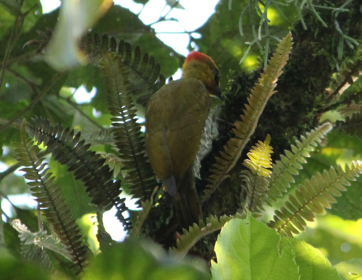 Yellow-throated Woodpecker - ML630840454