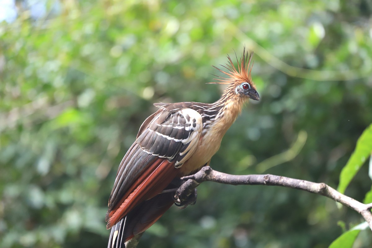 Hoatzin - ML630840588